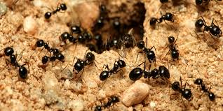 Black ants